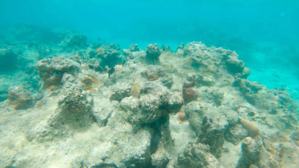 過度漁獵、沿海土地開發，導致珊瑚一片慘白。