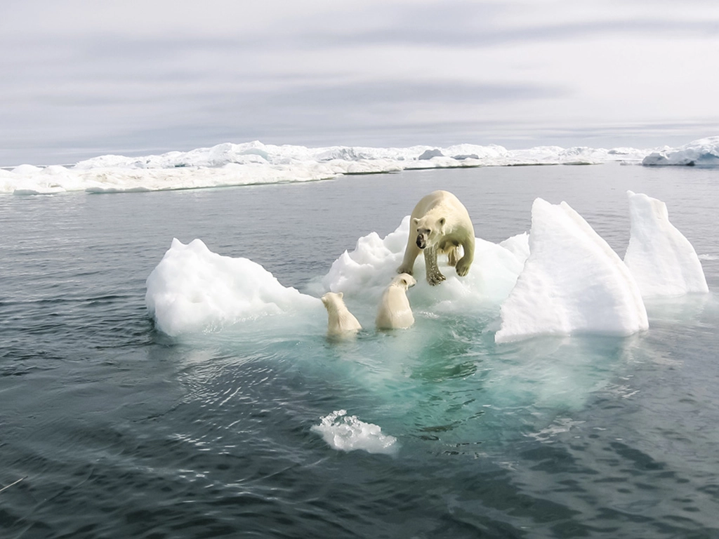 全球暖化危機下，南極國王企鵝和北極熊成了氣候難民。