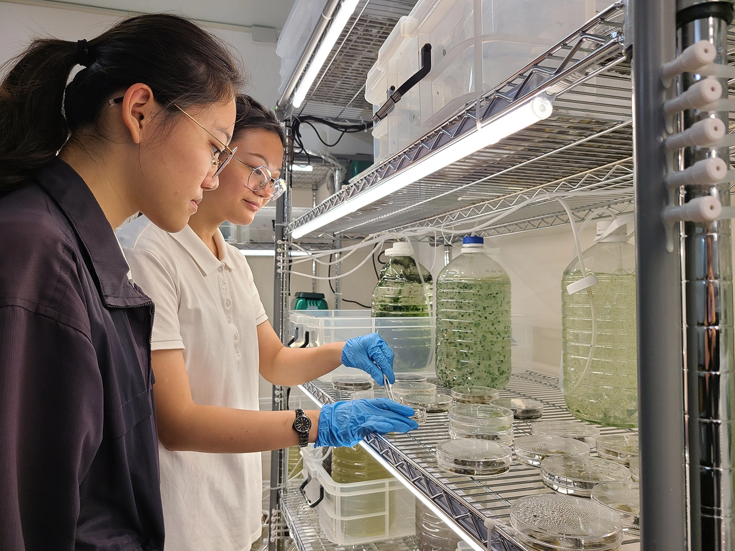 慈濟科技大學推廣新式雨來菇栽種法，期待帶動在地經濟與產業發展。