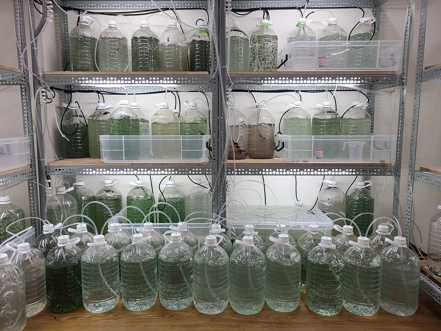 慈濟科技大學團隊研發的雨來菇培養裝置，可大量提供給農民栽種。