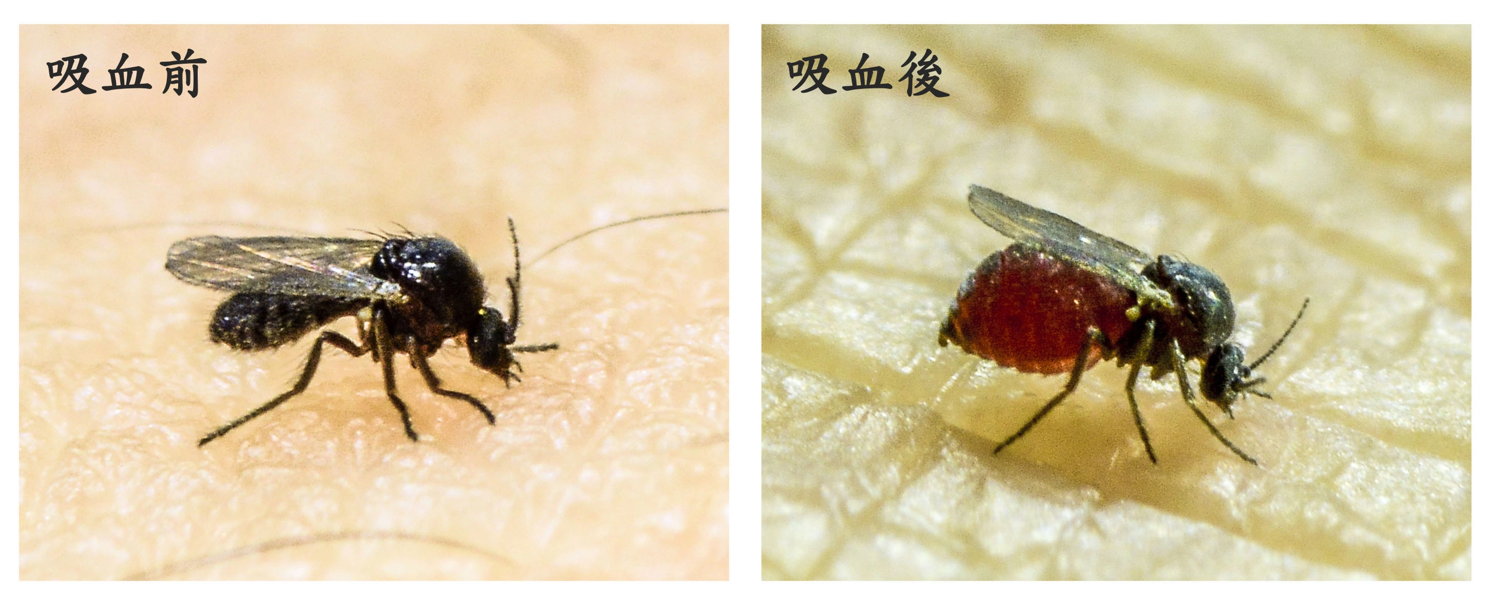 小黑蚊吸血後，可見其明顯脹大的腹部 (攝影/林哲先)。