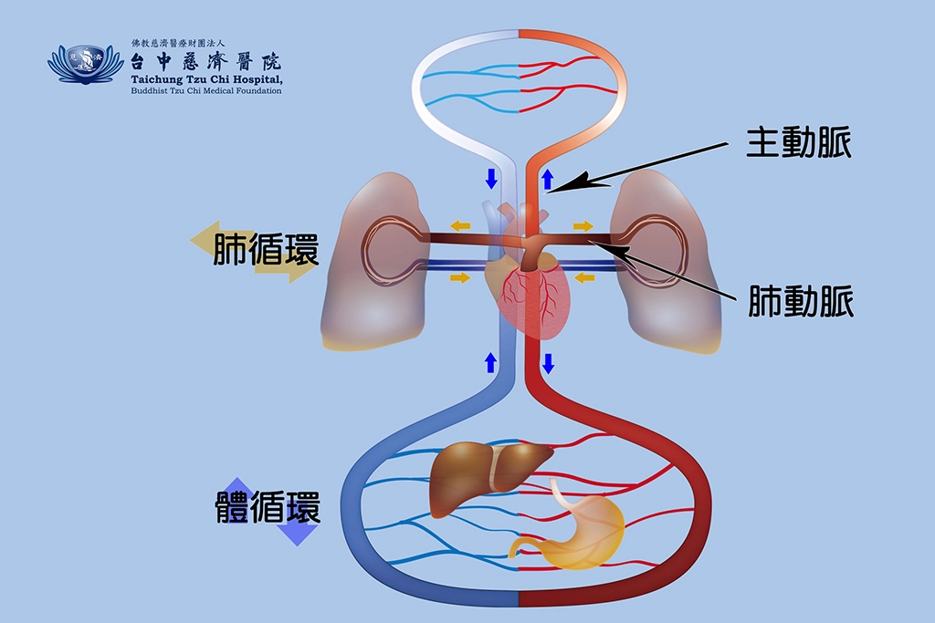人體血液循環示意圖。