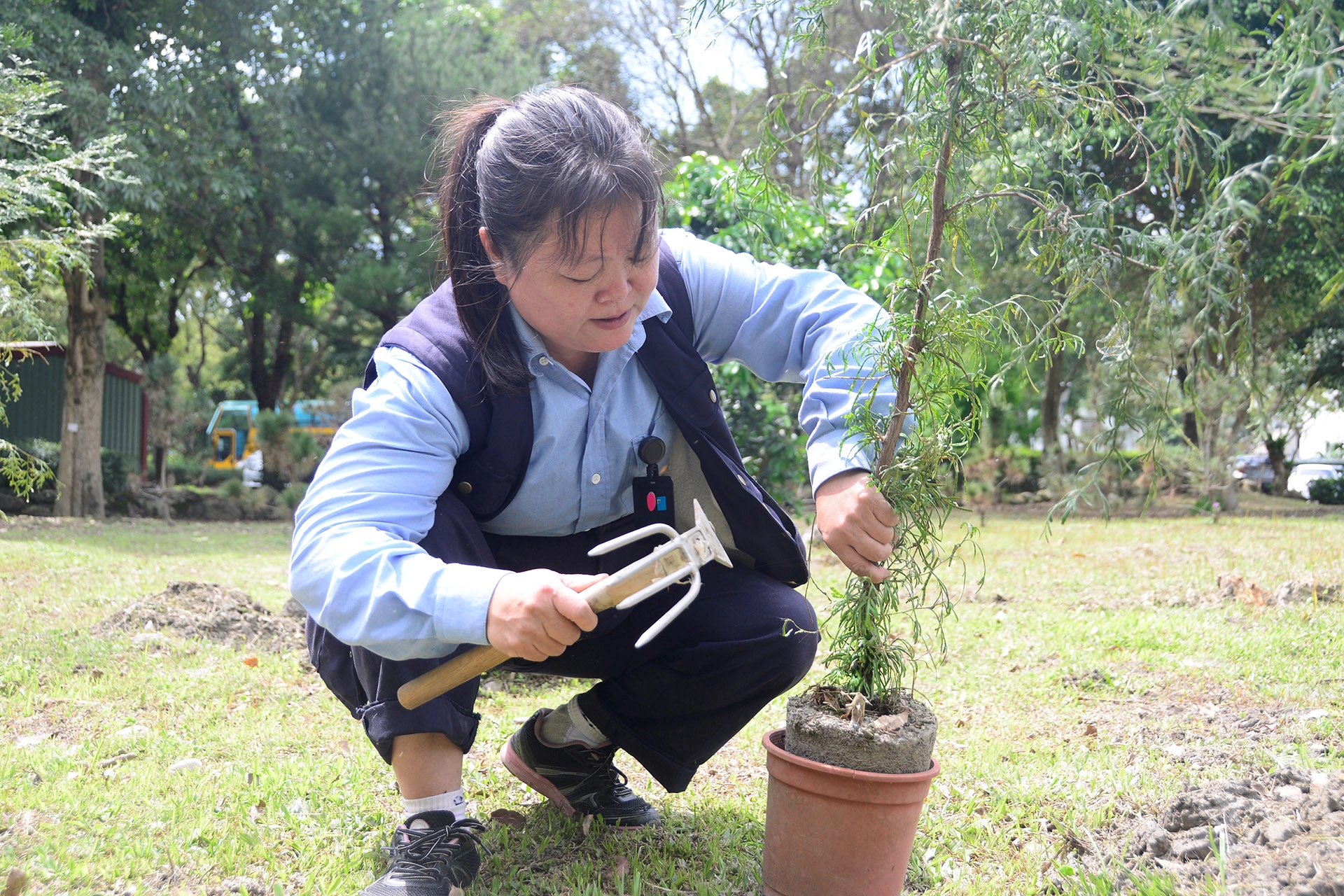 慈濟科技大學總務處同仁胡碧虹準備植樹節種下的肖楠和落雨松。