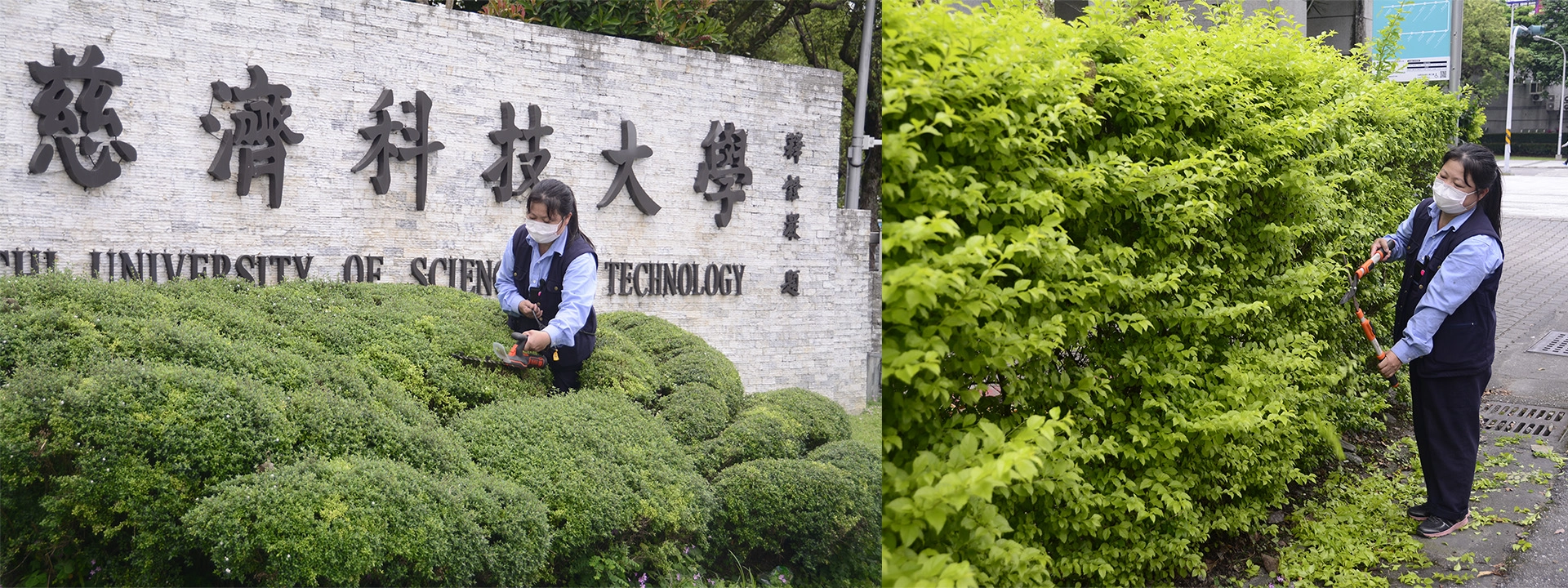 校門口以及停車場外的植物造景也是同仁胡碧虹負責修剪造型。