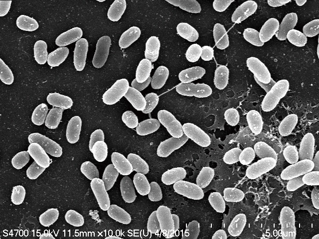 發現到的Pseudomonas monteilii TCU-CK1，可以把右旋冰片、左旋異冰片、右旋異冰片三種分子完全分解掉，餘下的就是『左旋冰片（艾片）』。