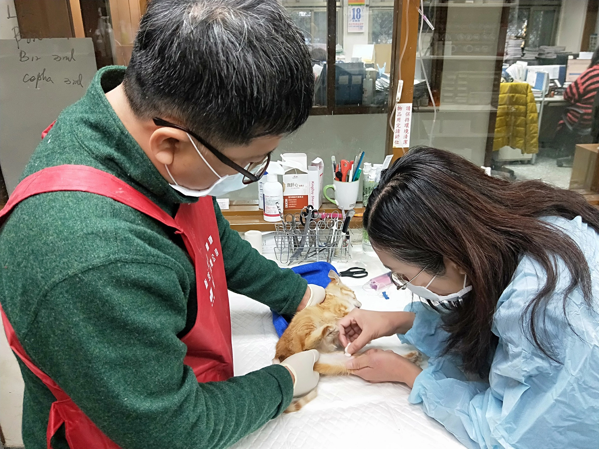 資深獸醫徐愛明仔細又耐心地為牠乾洗、挖耳朵、除蚤、點眼藥、靜脈注射。