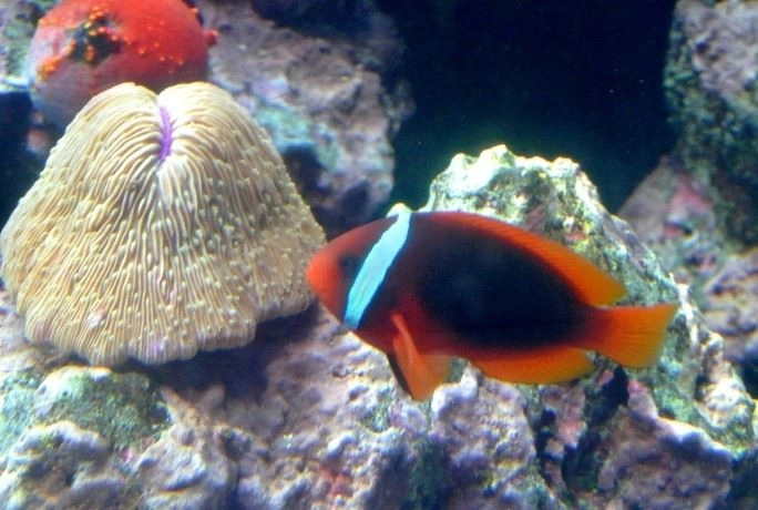 「海洋生物名稱面面觀」課程認識小丑魚（陳勇輝老師提供）。