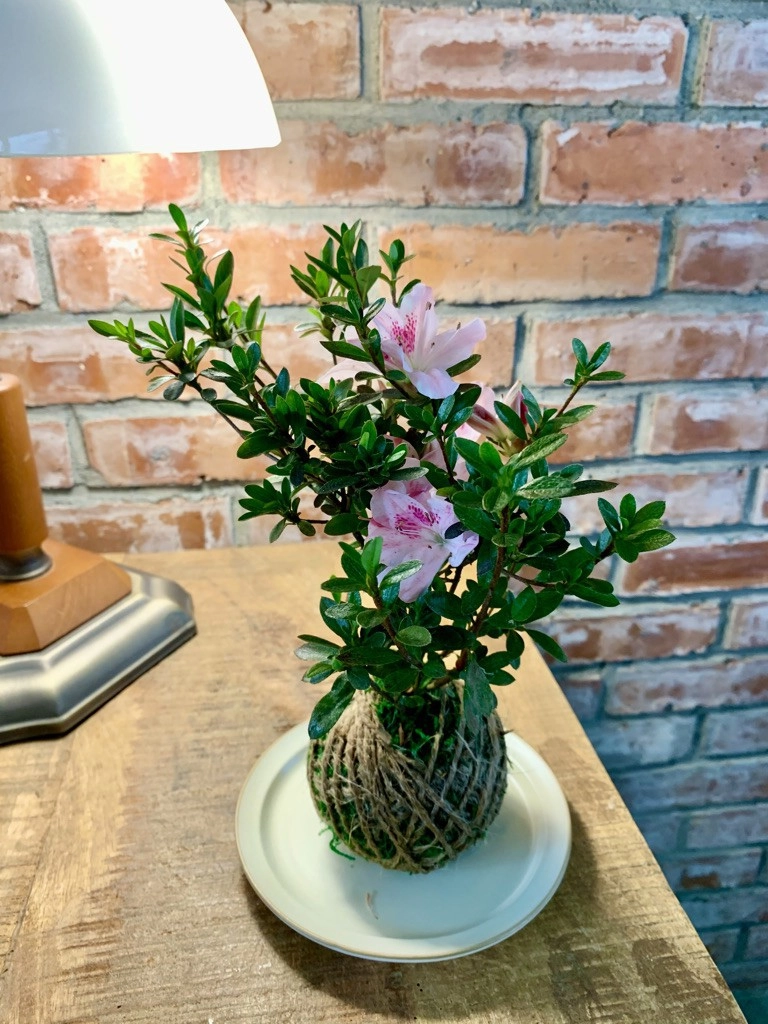 杜鵑苔球花
