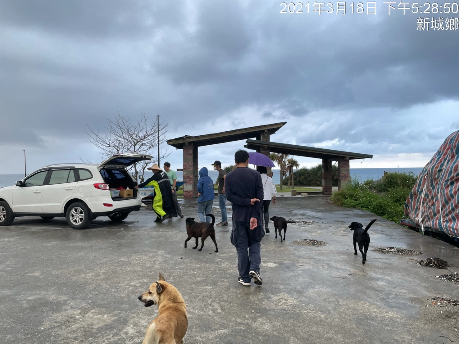 請動保人士協助誘捕浪犬抓紮絕育