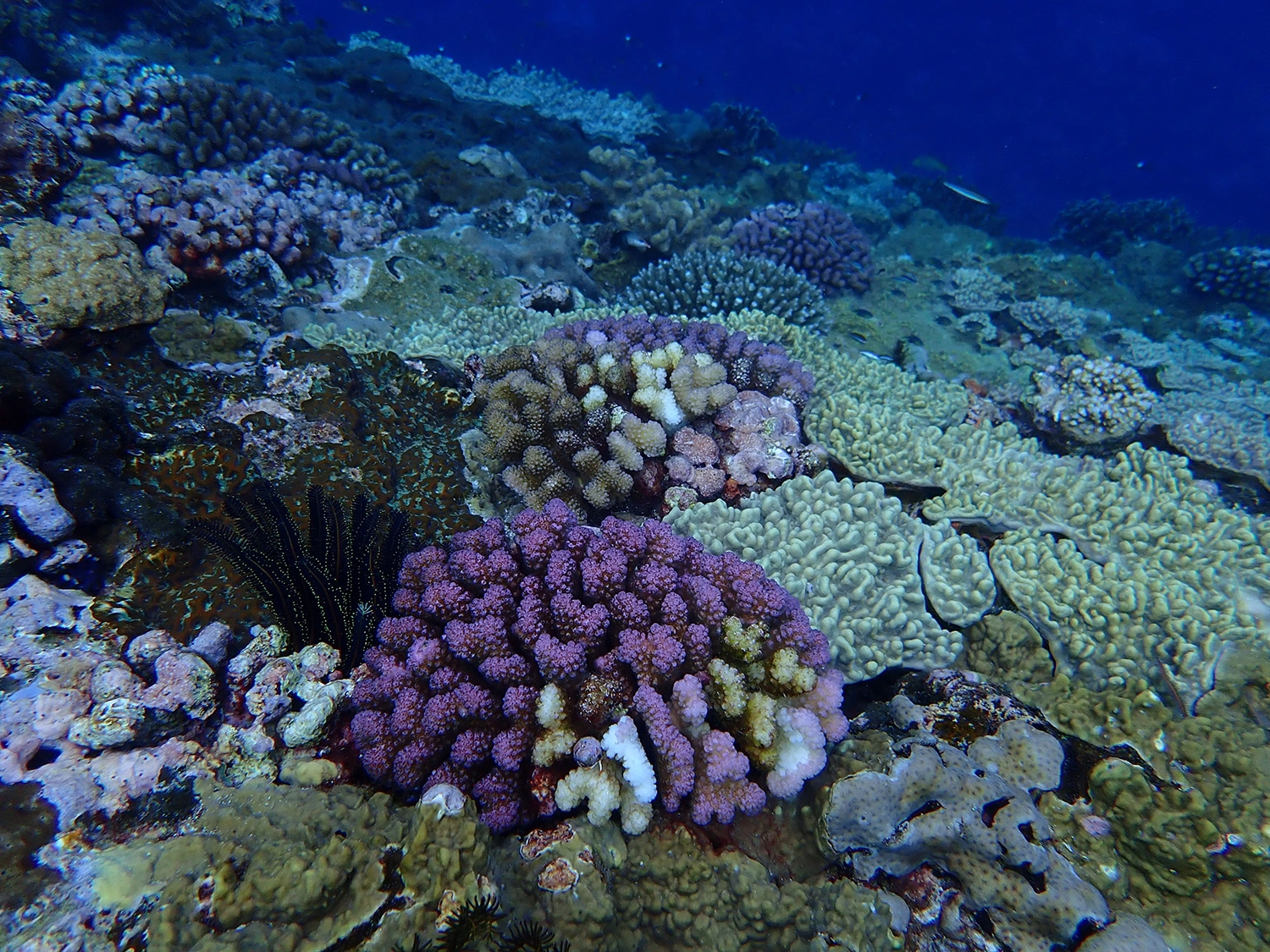 蘭嶼海域的珊瑚覆蓋度極高，但指標性魚類卻很少。