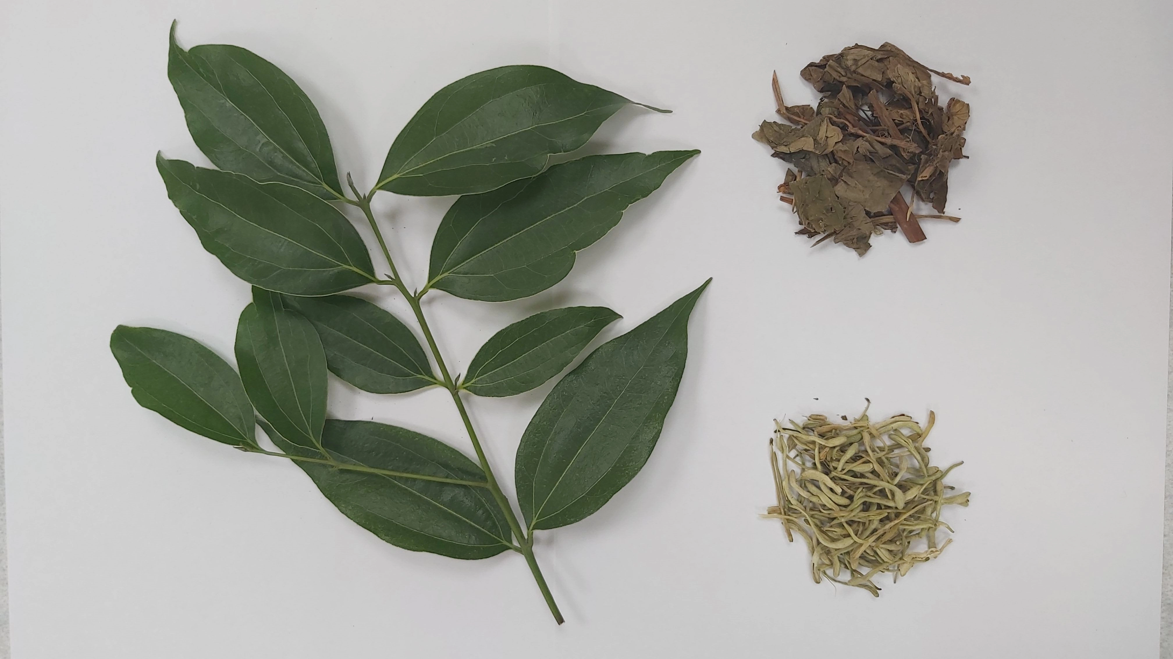 土肉桂葉（左）味辛辣，可搭配魚腥草（右上）或金銀花（右下）調整口感。 ◎藥材：土肉桂葉、魚腥草或金銀花 ◎煮法：1人份取3、4片土肉桂葉，添加酌量（約0.5錢）魚腥草或金銀花，放入500cc的水煮汁，煎煮至水滾即可。
