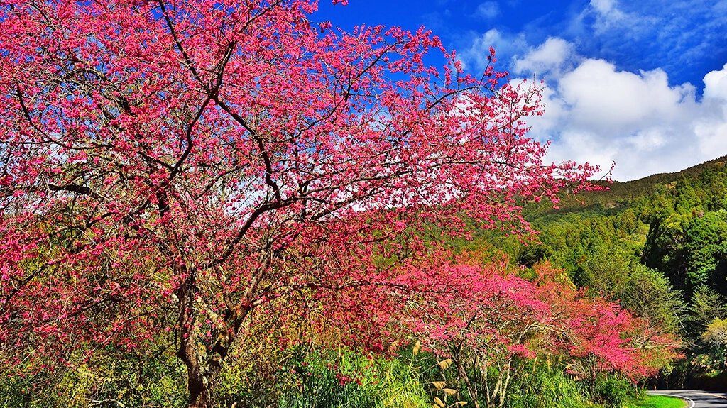一年一度阿里山花季即將在3月10日展開，並持續至4月10日。