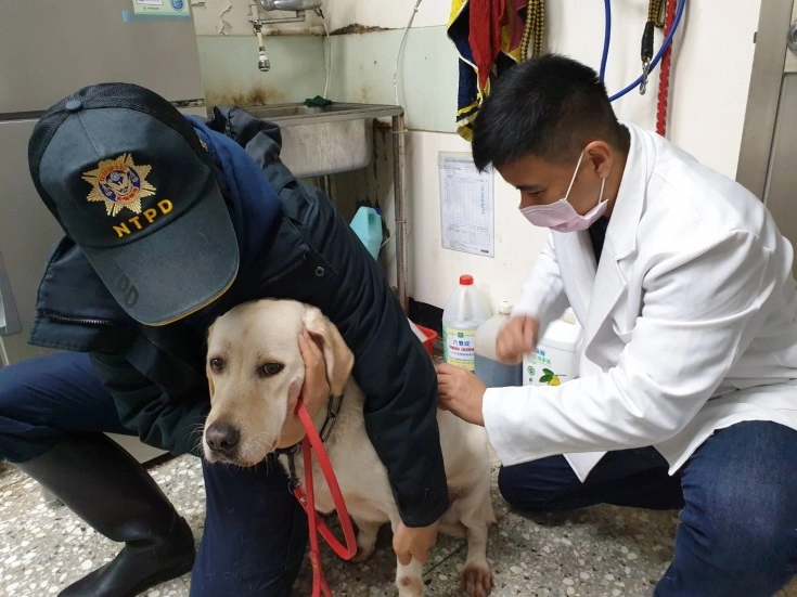 警犬隊Quill到動保處施打狂犬病預防注射，預防勝於治療。