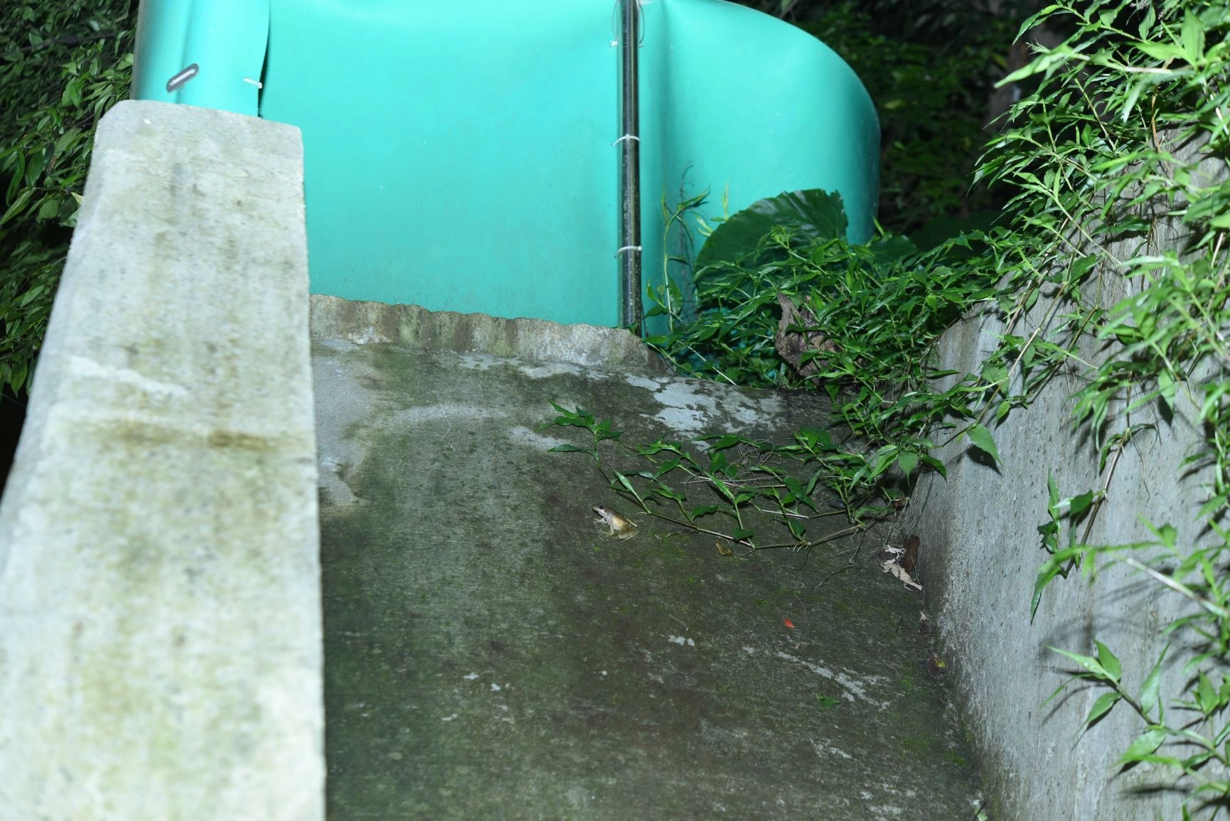 青蛙使用路殺改善設施(斜坡道)。