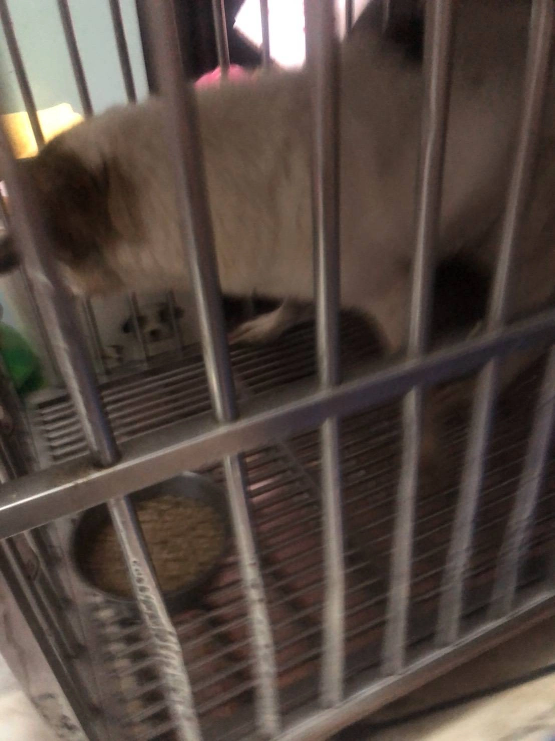 動保處將犬隻送醫妥善照護。