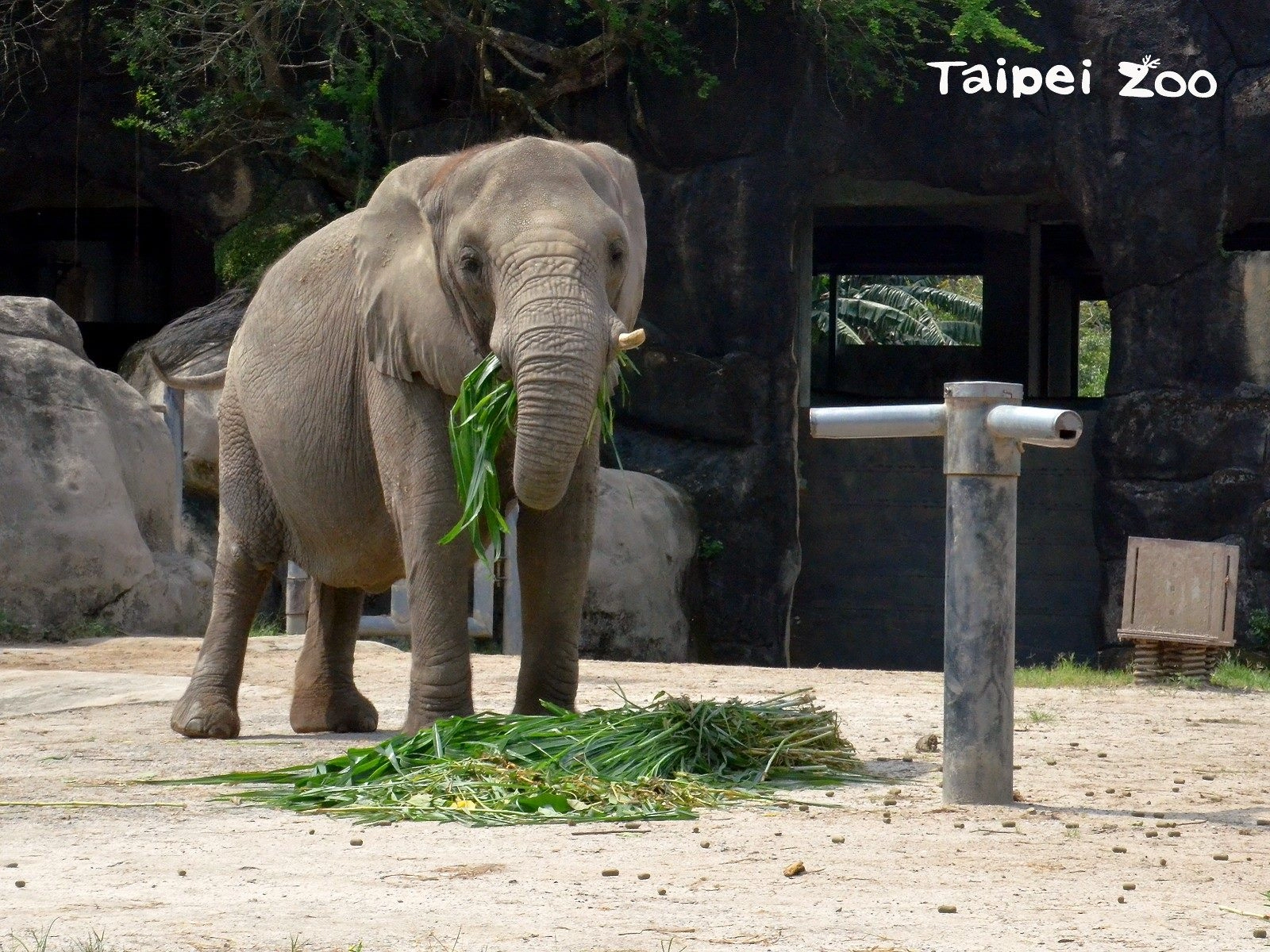 1月份的星期六上午11點，記得來非洲動物園聽保母講古哦！