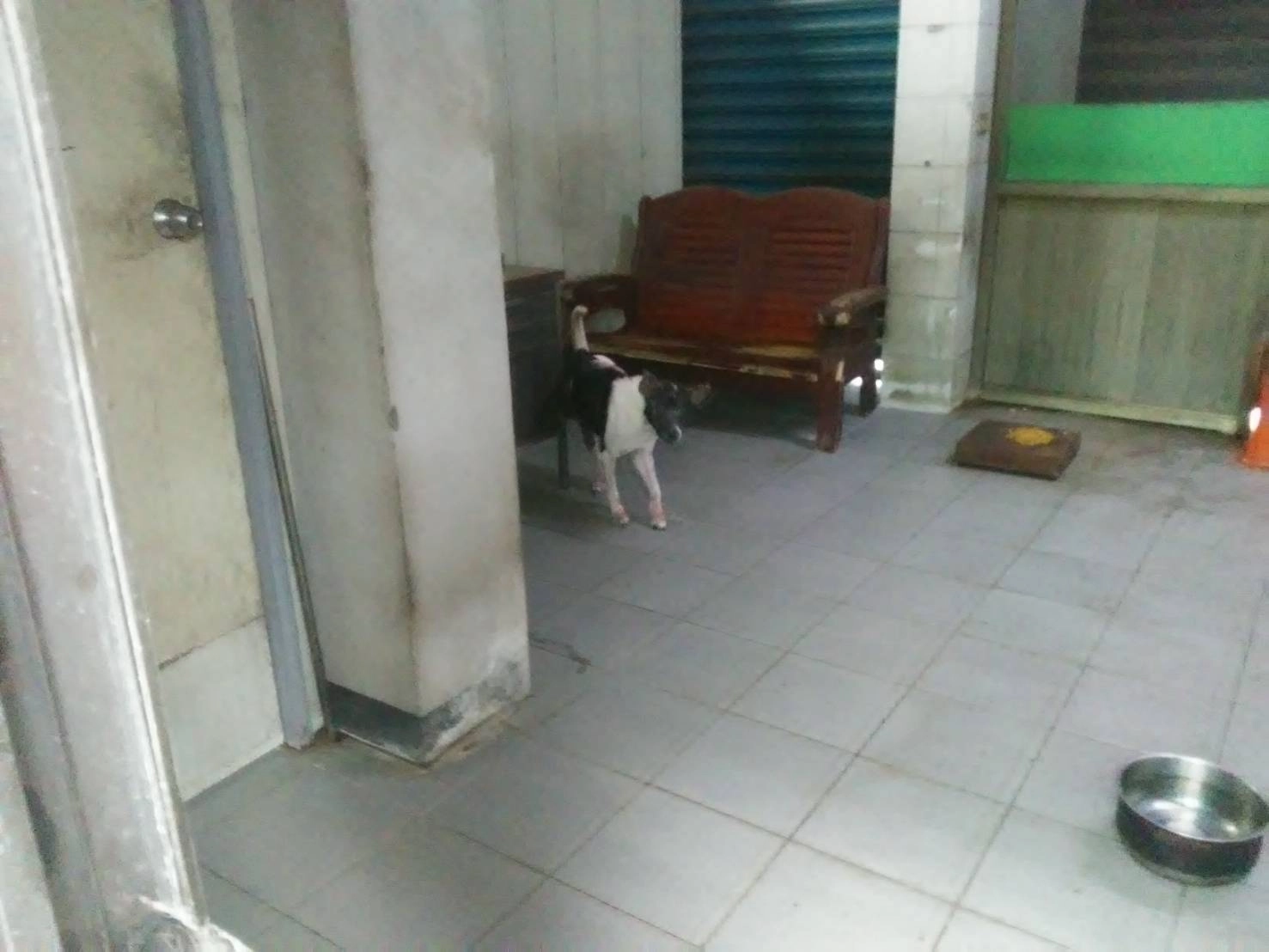 不擬續養犬隻飼養於戶外。