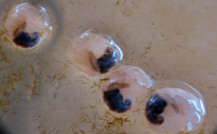 浪板上正在啃食矽藻的九孔寶寶。