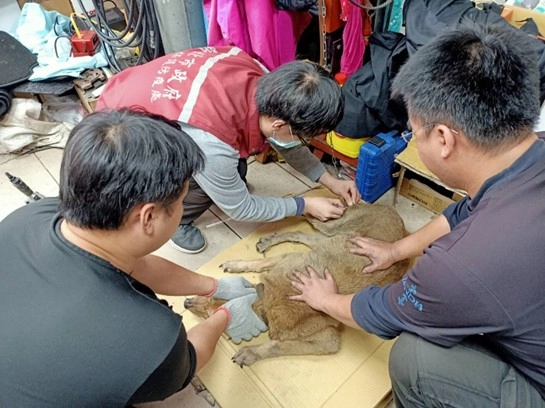 新北市泰山明志路協助廠家犬隻施打疫苗。