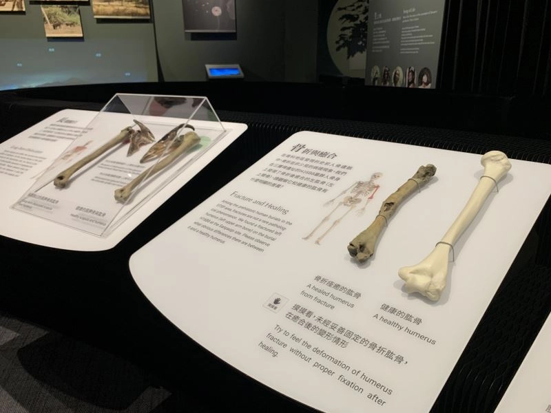 展廳內可觸摸之骨骼模型。