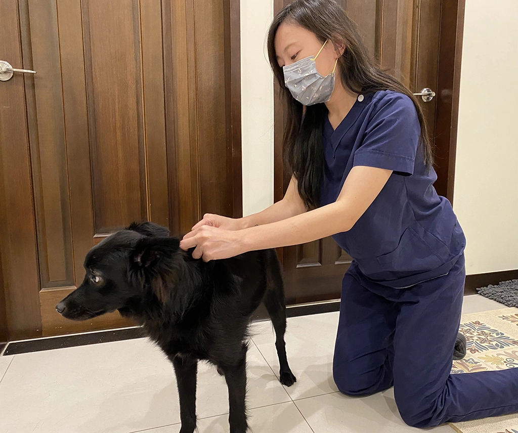 飼主每個月使用壁蝨預防藥，讓家中寵物遠離壁蝨的威脅，共同守護毛寶貝安全。