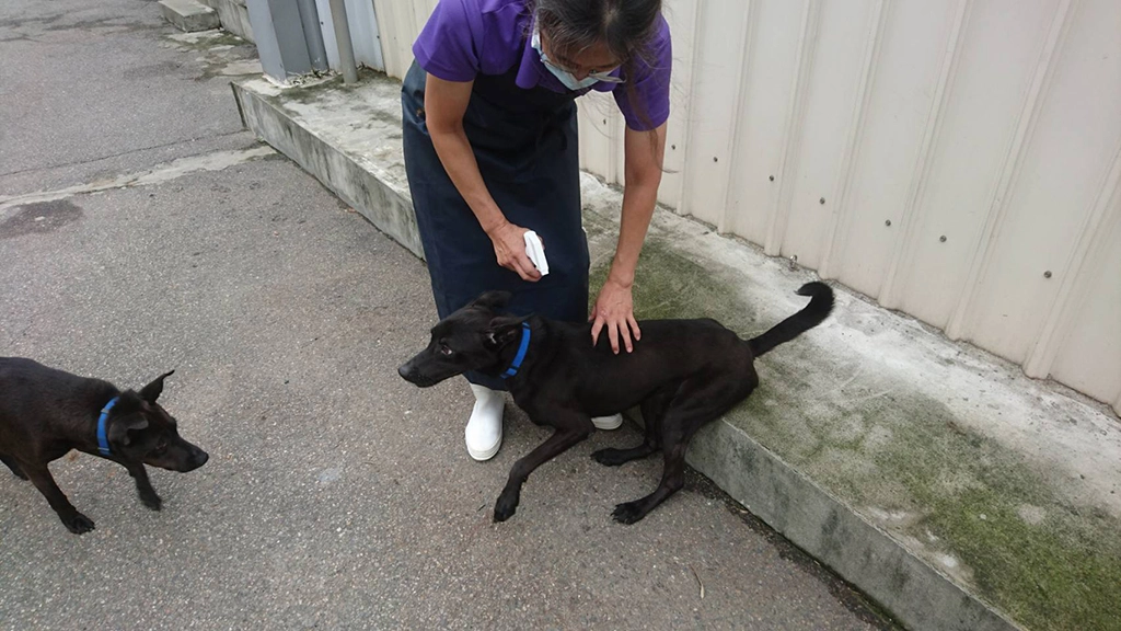 動物之家駐區獸醫師每個月噴藥除壁蝨。