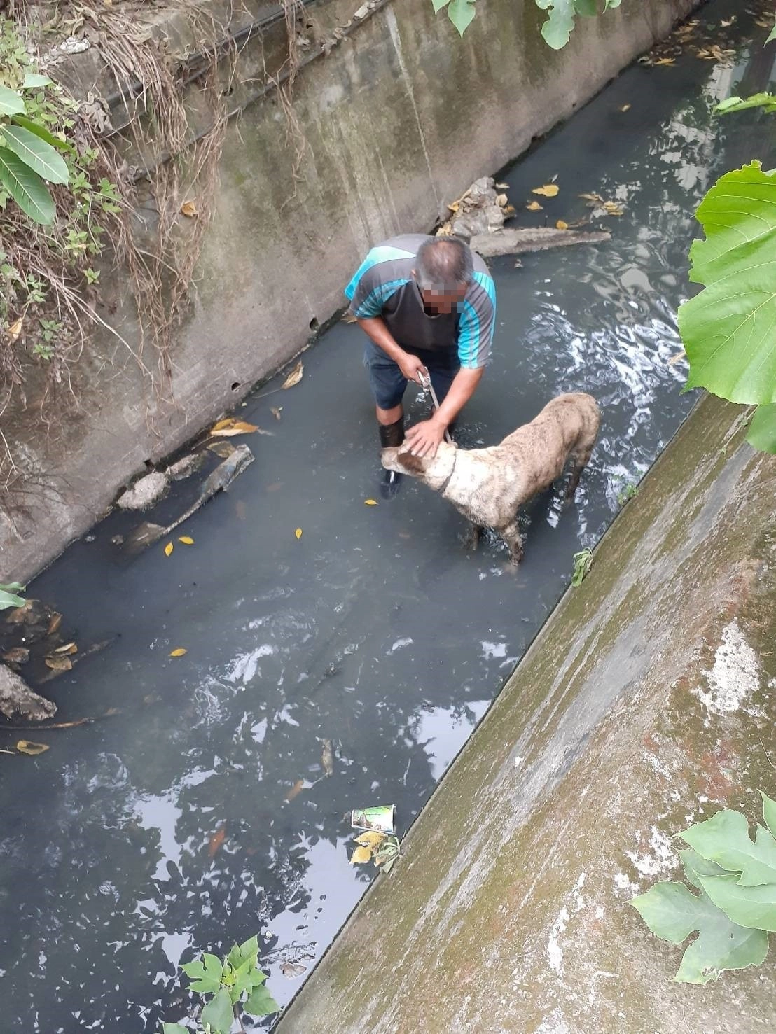 熱心民眾跳下水溝救狗。