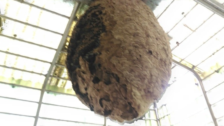 此顆虎頭蜂窩側邊已崩壞，確定已無虎頭蜂存在，是個「空包彈」蜂窩，不具立即性危險。