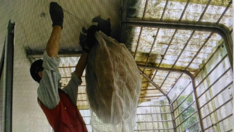 在確認是個「空包彈」虎頭蜂窩後，駐區獸醫王嚴緖未著捕蜂裝備，從容不迫地摘除蜂窩。