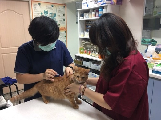 動保處提供高齡犬貓每年1次免費狂犬病及基礎傳染病疫苗預防注射。