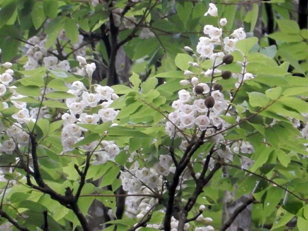 因開花時像倒吊鐘而得名，又稱伯樂樹或鐘古樹。數棵國寶級活化石「鐘萼木」盛開，美不勝收
