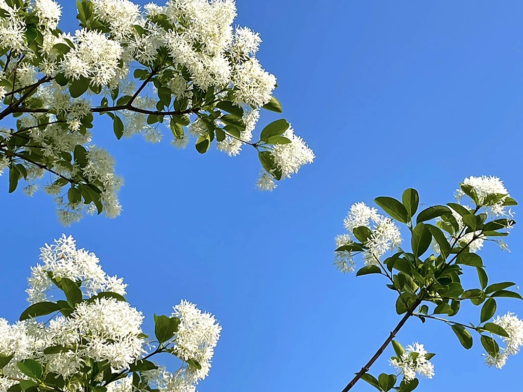 木犀科流蘇樹屬落葉性中喬木，花冠純白色，頂生具芳香，細長花冠四深裂向上綻放。
