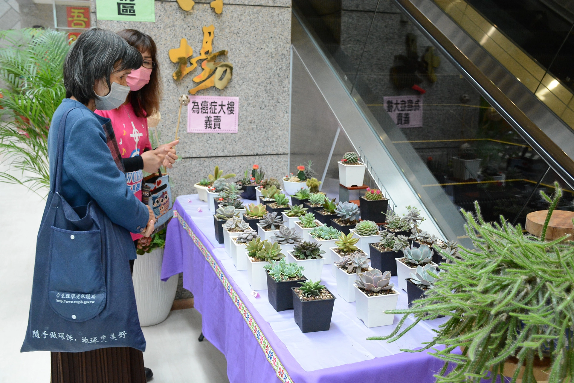綠手指之稱的馬秋琴，展出大家最愛的多肉小盆栽