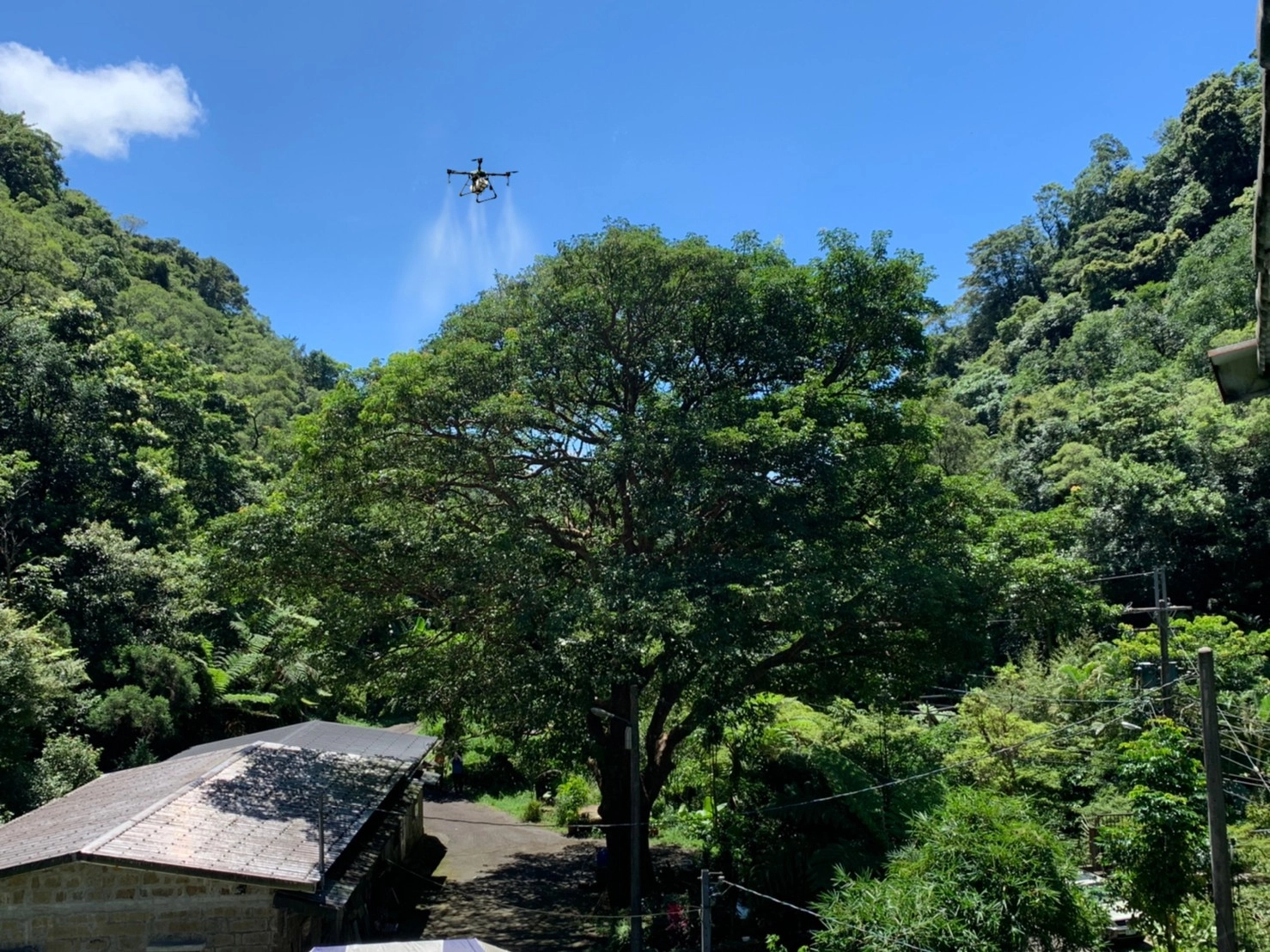 農噴無人機產生的下沉氣流將藥液均勻地噴灑至樹冠內部。