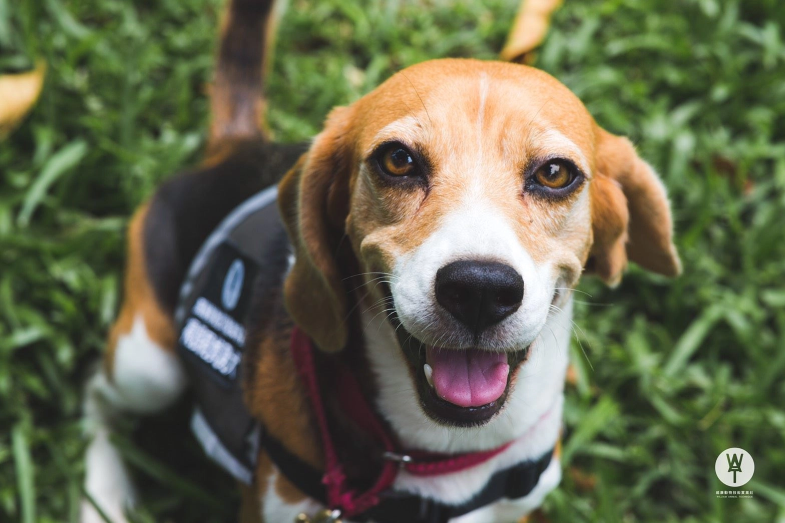 米格魯褐根病偵測犬。