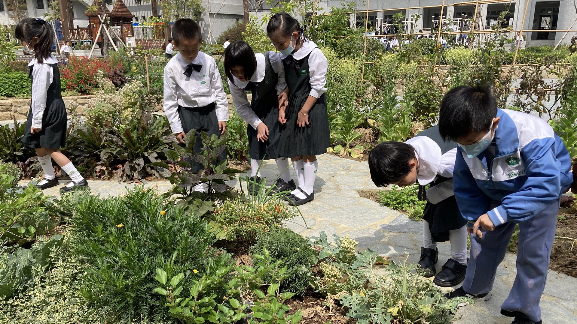 小學部中庭香草植物教材園區，香草植物地景激發五感體驗。