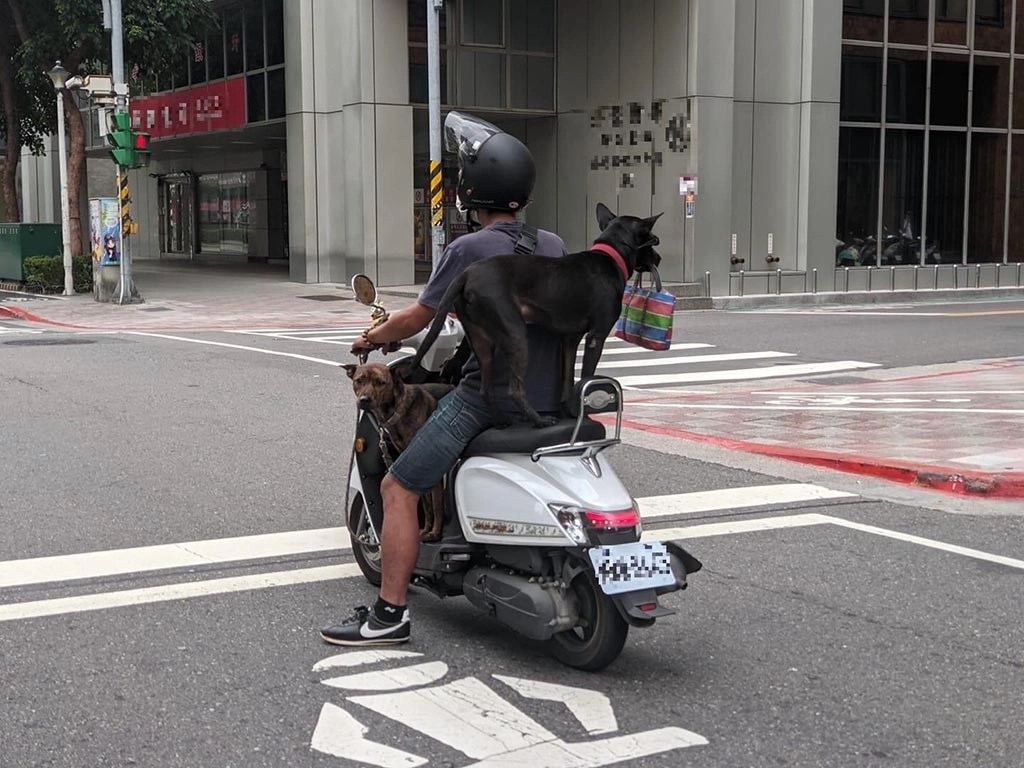 熱心民眾拍下危險載狗的照片。