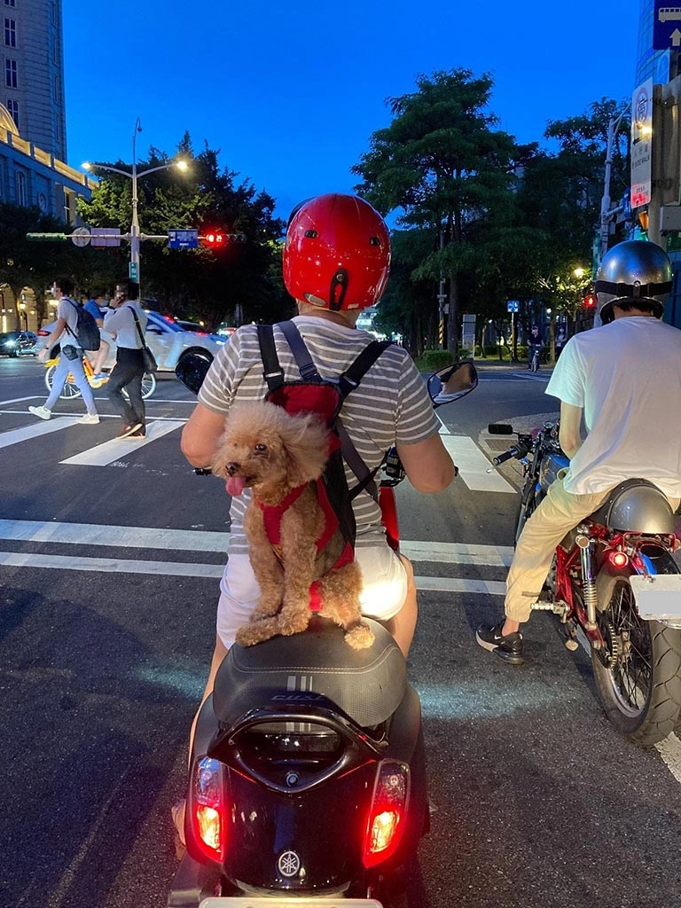 市面上已有多款為機車族設計之寵物揹帶。