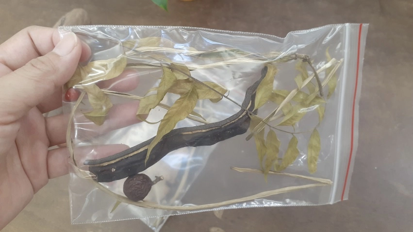 平常就在生活週遭的植物，你認識多少呢？