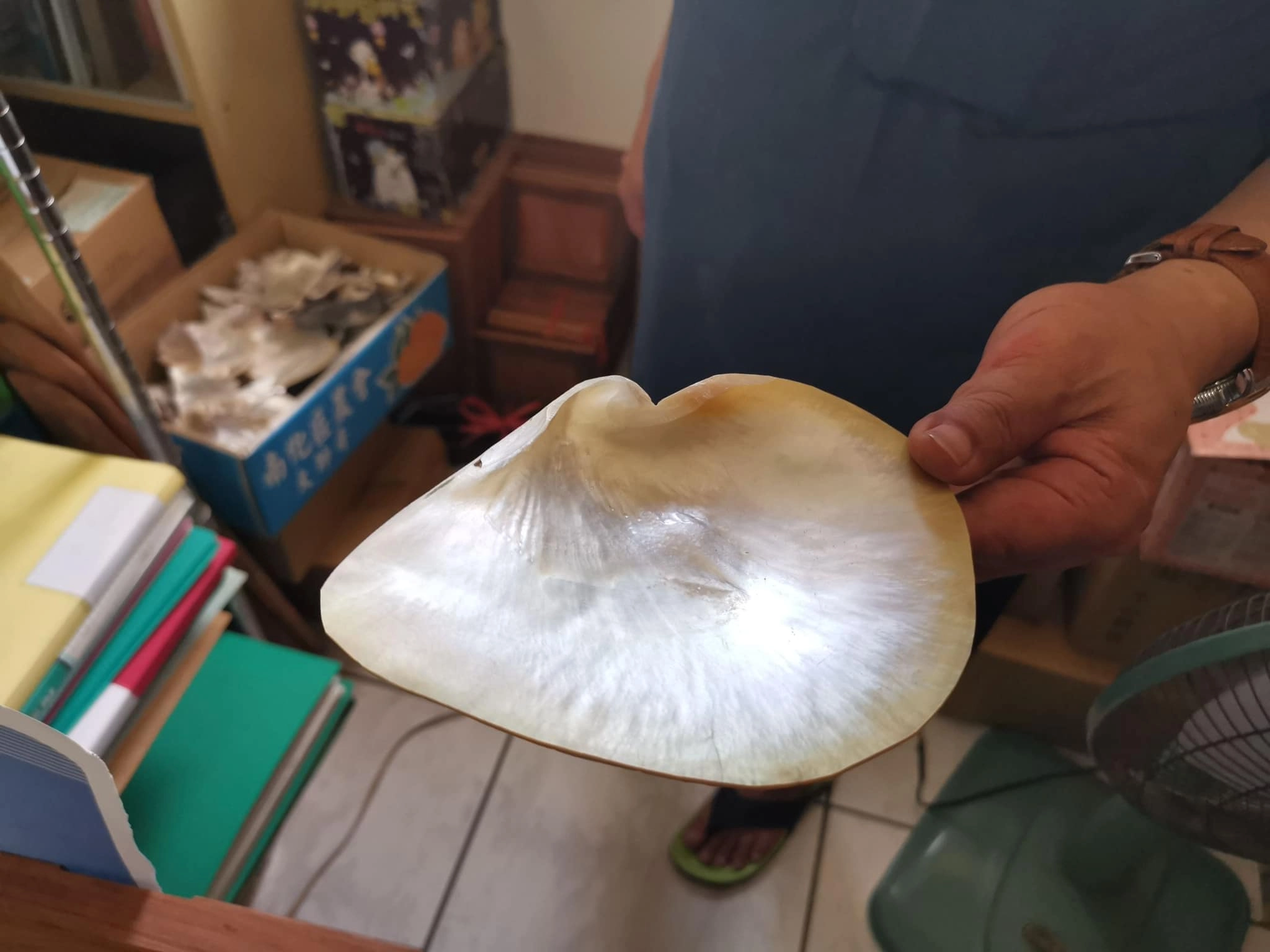 表面光滑溫潤的螺貝，是製作螺鈿工藝品必不可缺的素材。