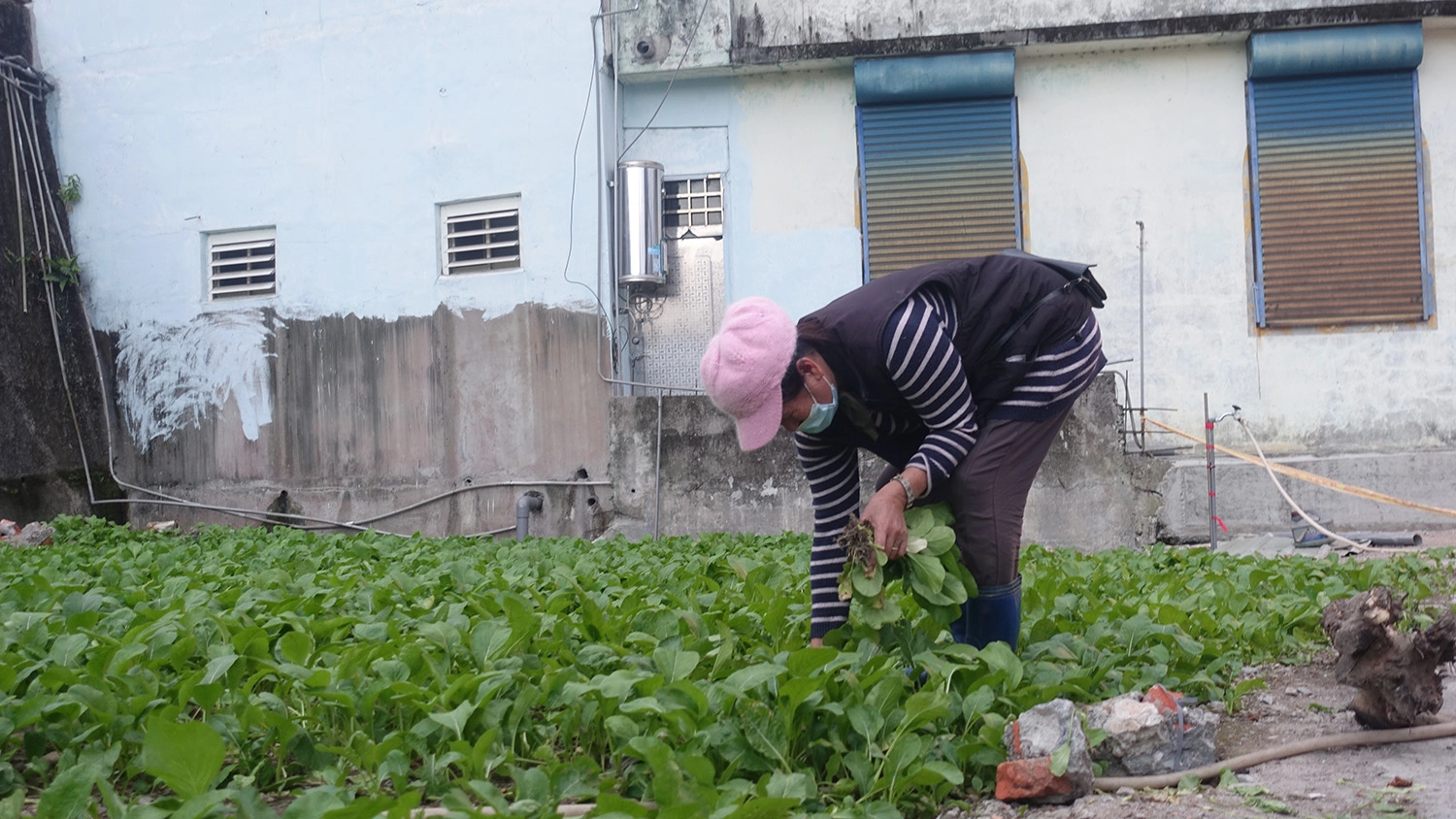 張女士在冬至這天聽聞慈濟要來了解重建進度，親手摘了一箱油菜請鄰居幫忙送給慈濟。(攝影：陳誼謙)