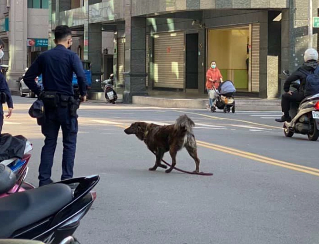 蘆洲區攤販放任犬隻於馬路間穿梭，警察到場關心