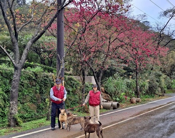 動物之家每周有動保員或志工遛收容犬隻