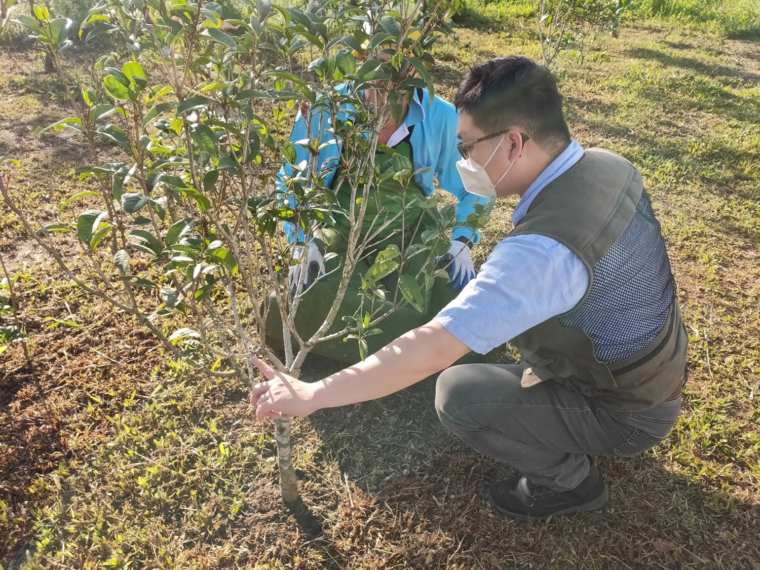 陽光廢園輔導員小明老師向轉作農民說明油茶樹特性。