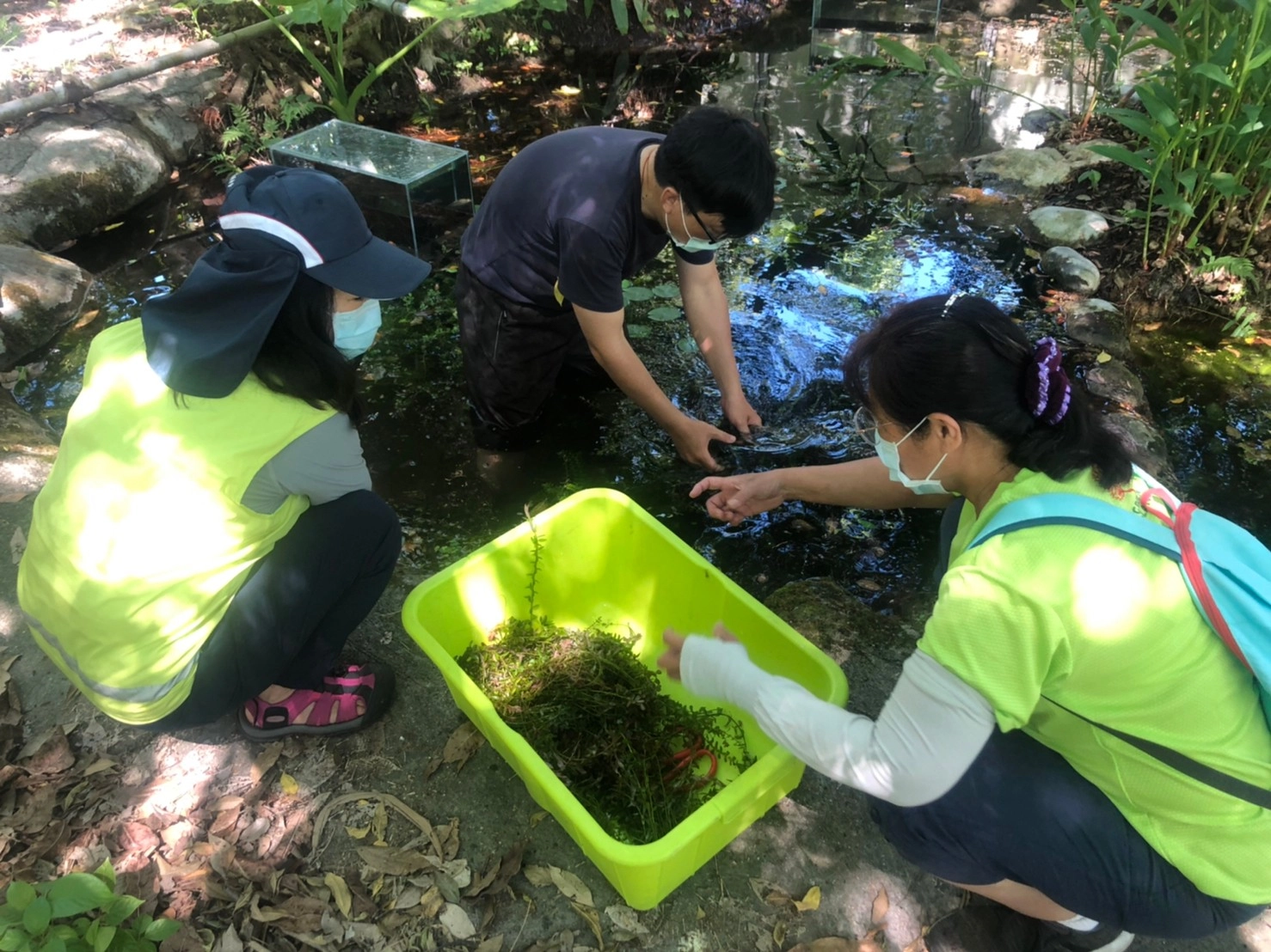 怡園生態池水生植物採摘