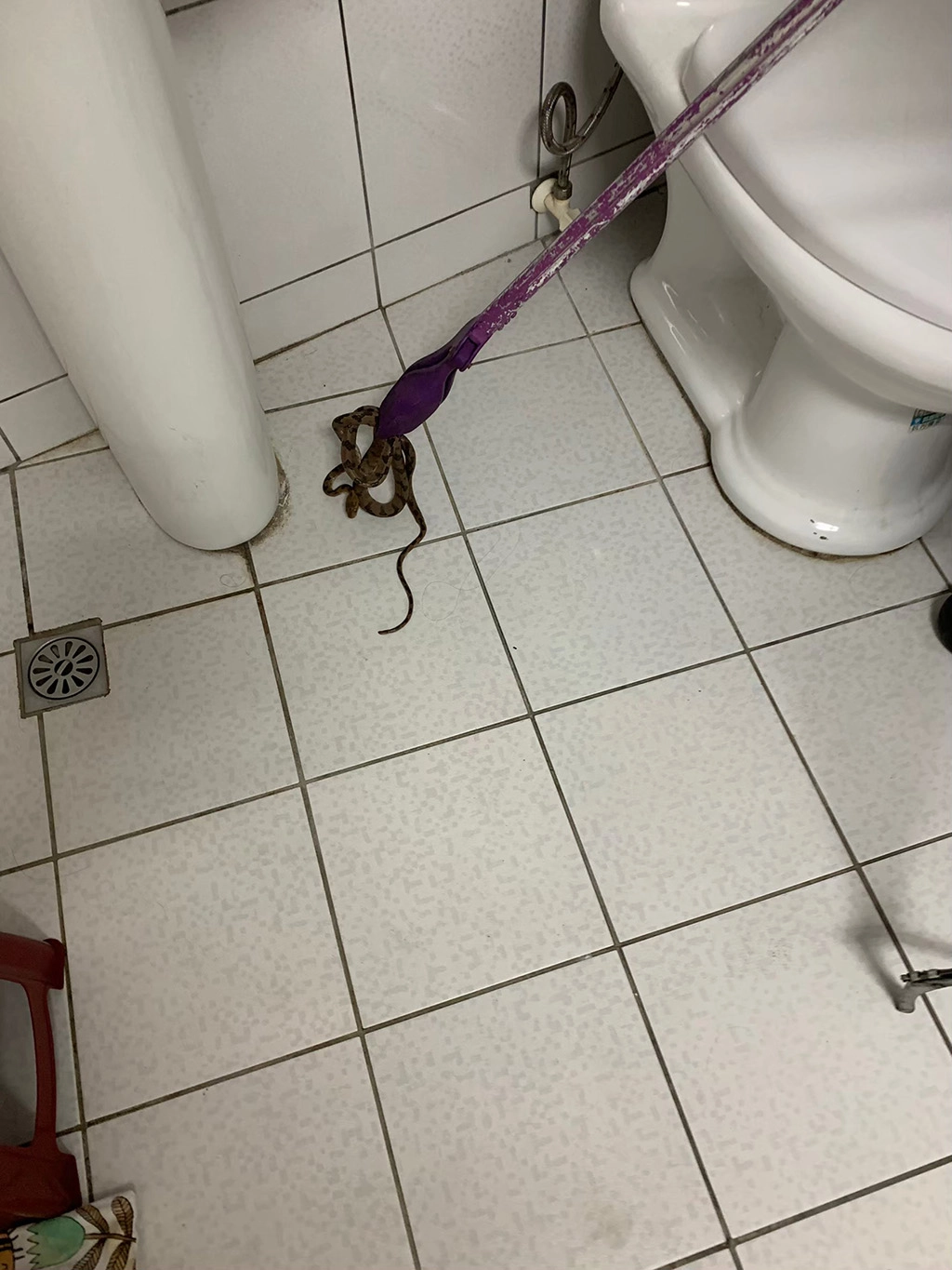 補捉蛇時技術跟工具皆需正確使用。