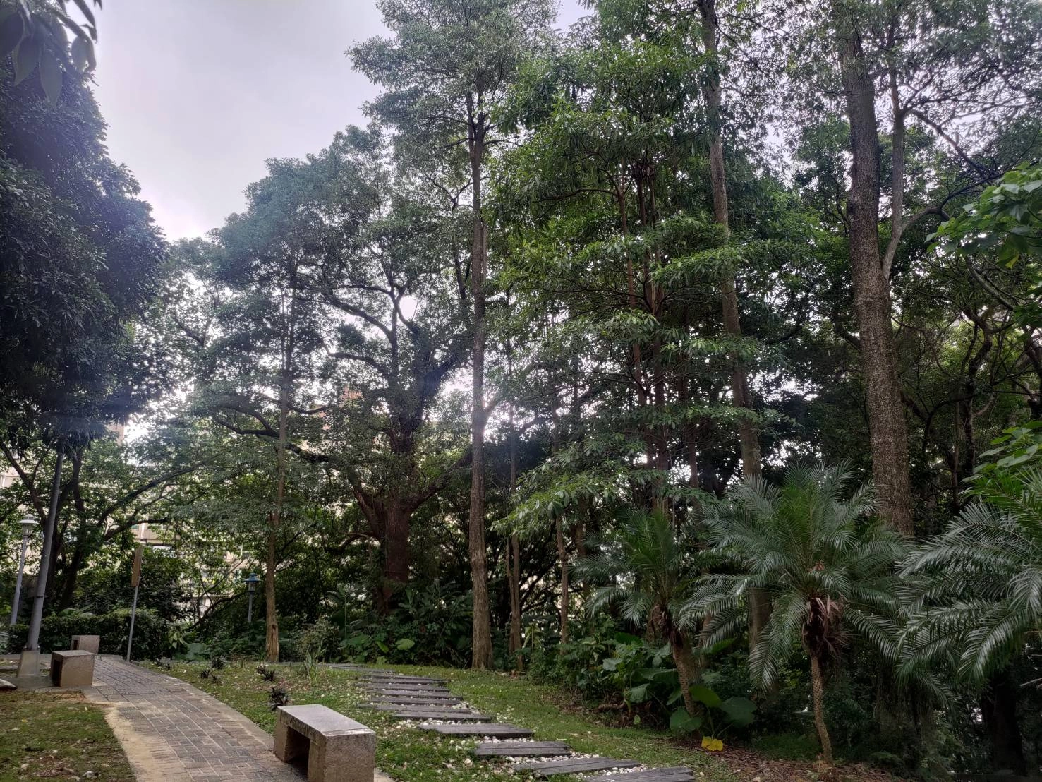 新店區安康森林公園林蔭步道。 