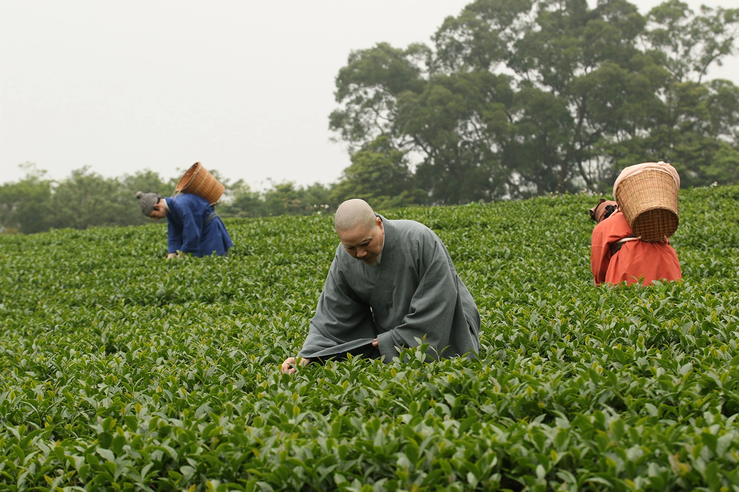 《趙州從諗禪師》劇組拉到三義茶園拍攝外景。