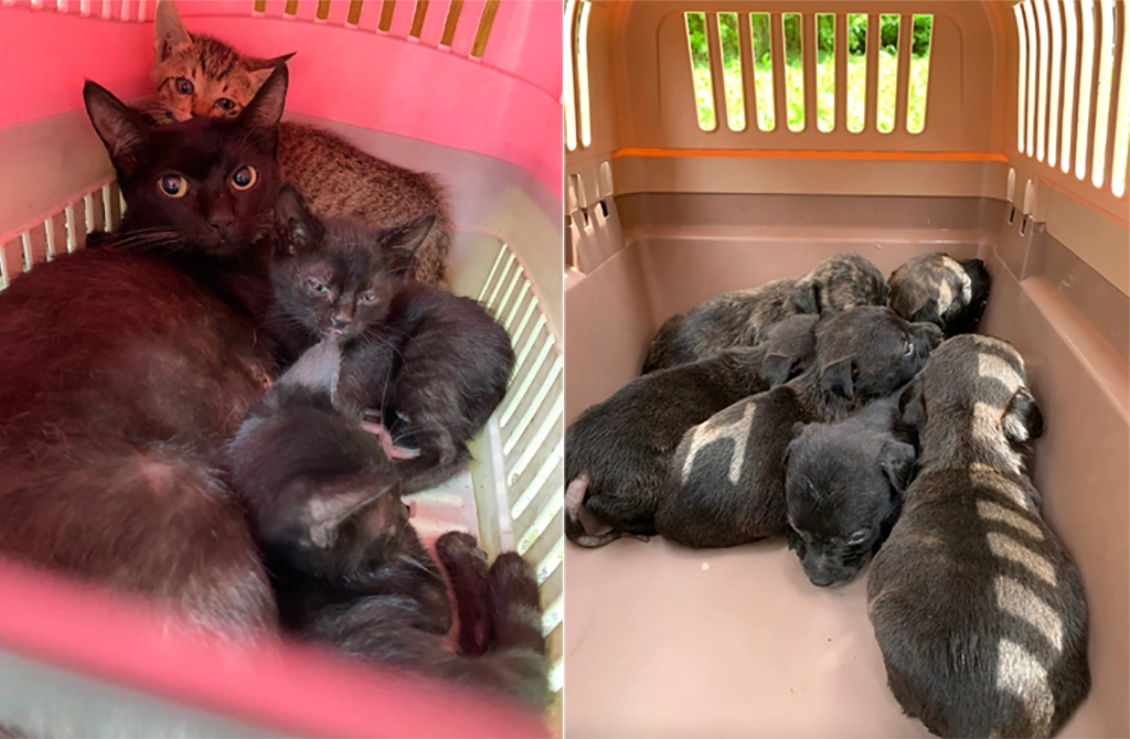 左圖：母帶子一起救援避免「骨肉分離」。右圖：沒有媽媽的奶犬無助地團抱在一起。