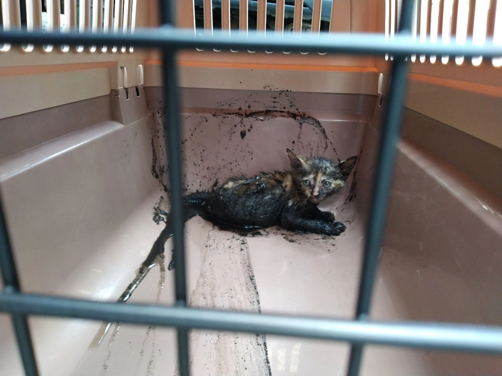 公園水溝蓋內救起的幼貓。